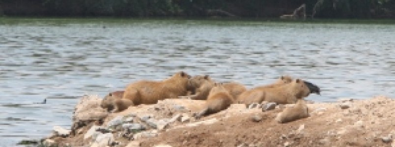 Minas Gerais registra 13 casos de febre maculosa